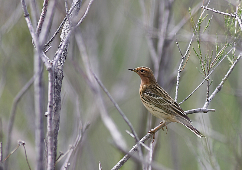 Kızılgerdanlı incirkuşu