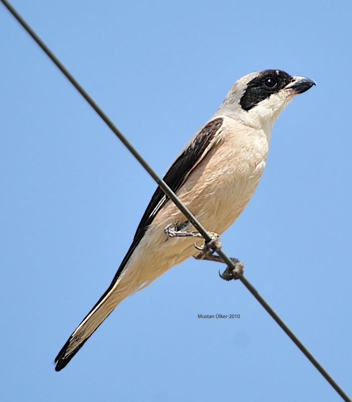Karaalınlı örümcekkuşu