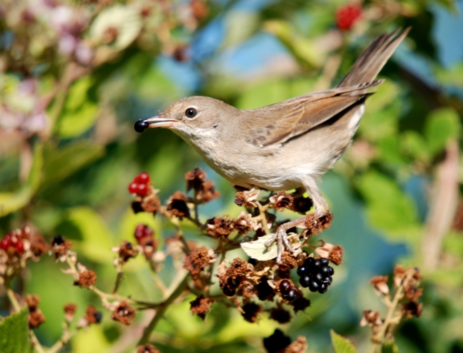 Akgerdanlı ötleğen