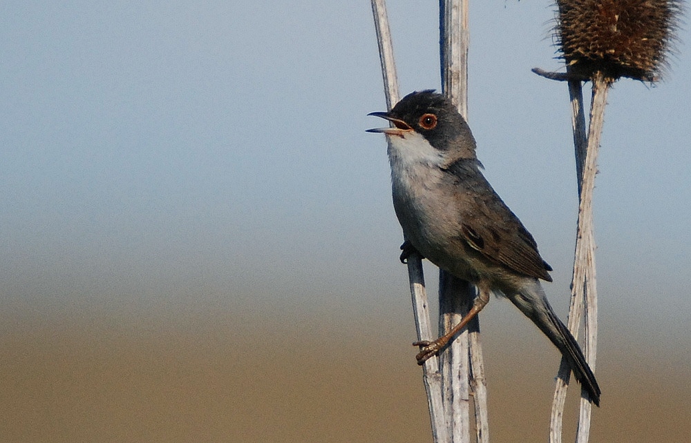 Pembegöğüslü ötleğen