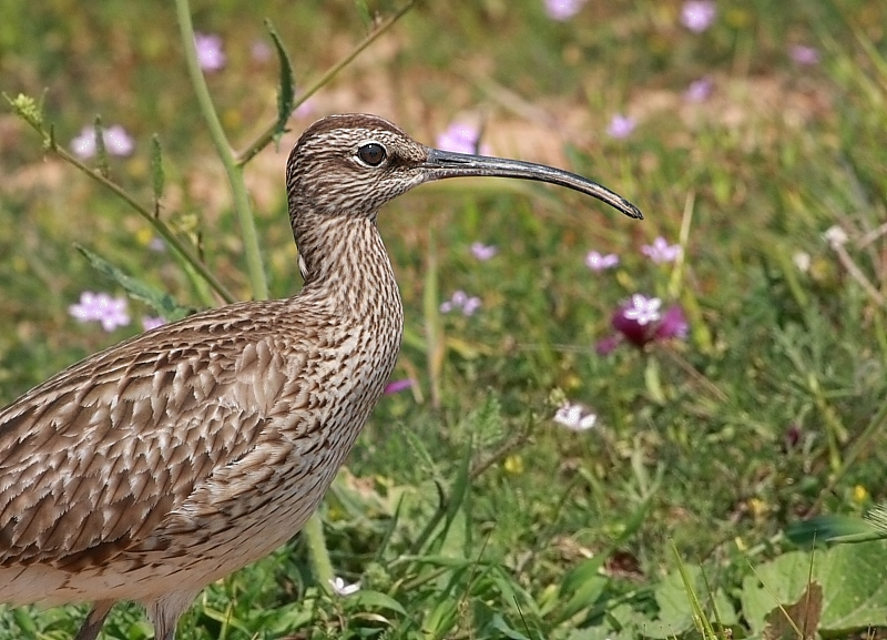 Sürmeli kervançulluğu