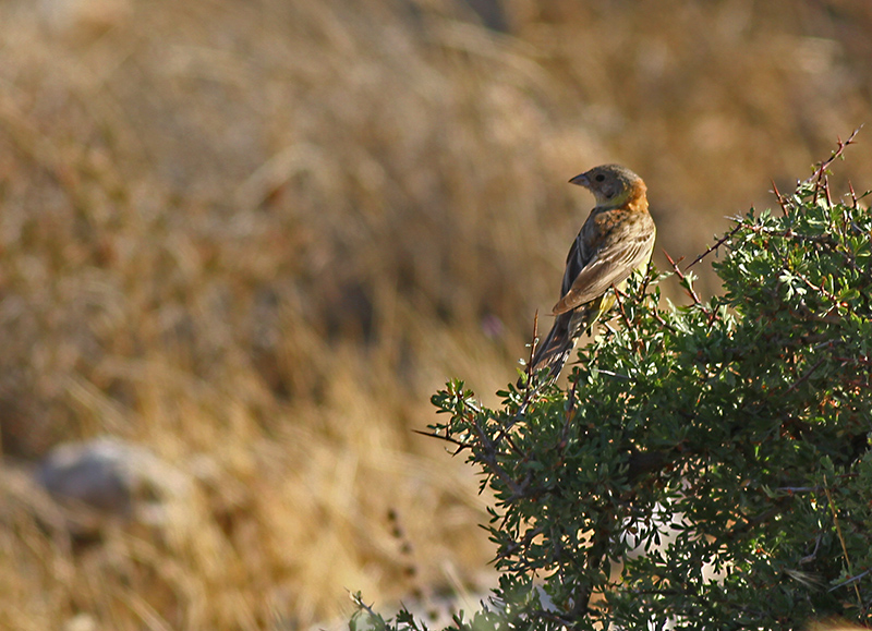 Karabaşlı kirazkuşu