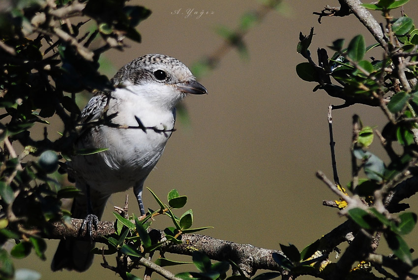 Maskeli örümcekkuşu