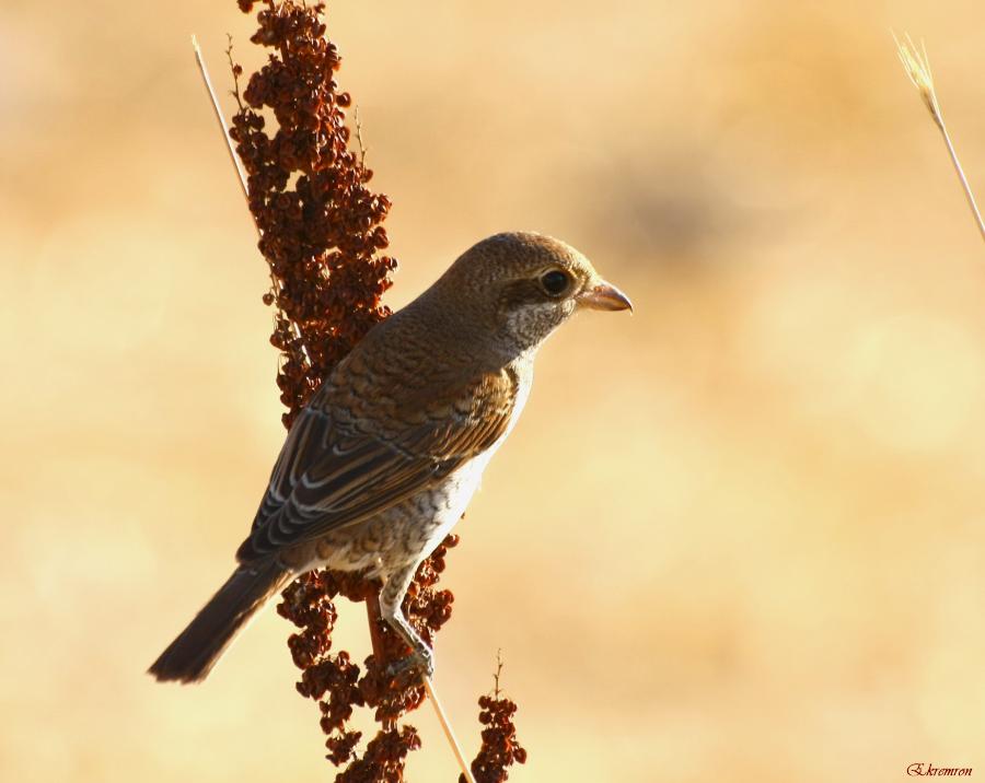 Kızılsırtlı örümcekkuşu
