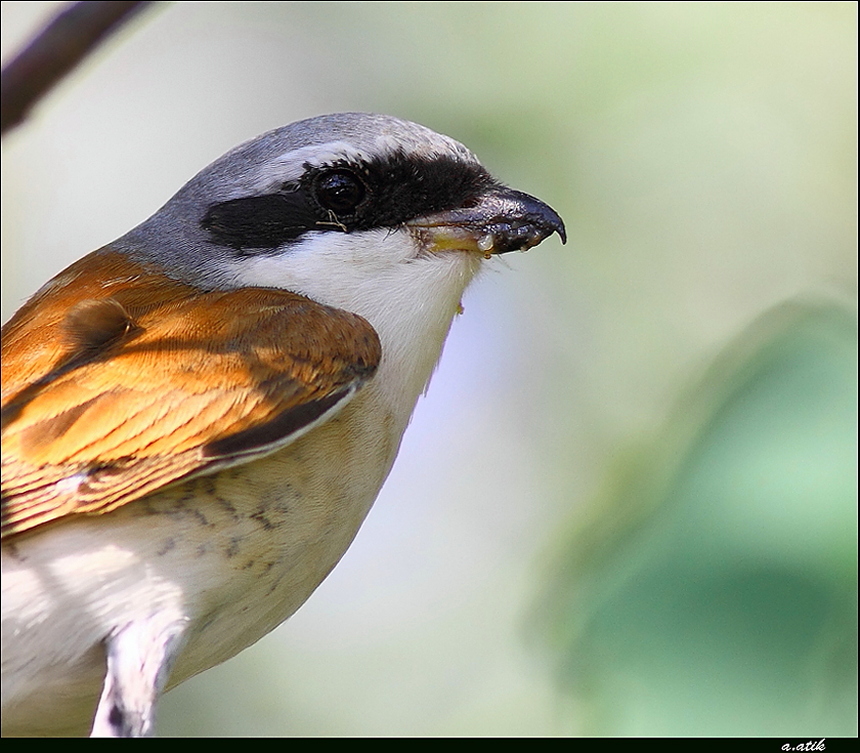 Kızılsırtlı örümcekkuşu