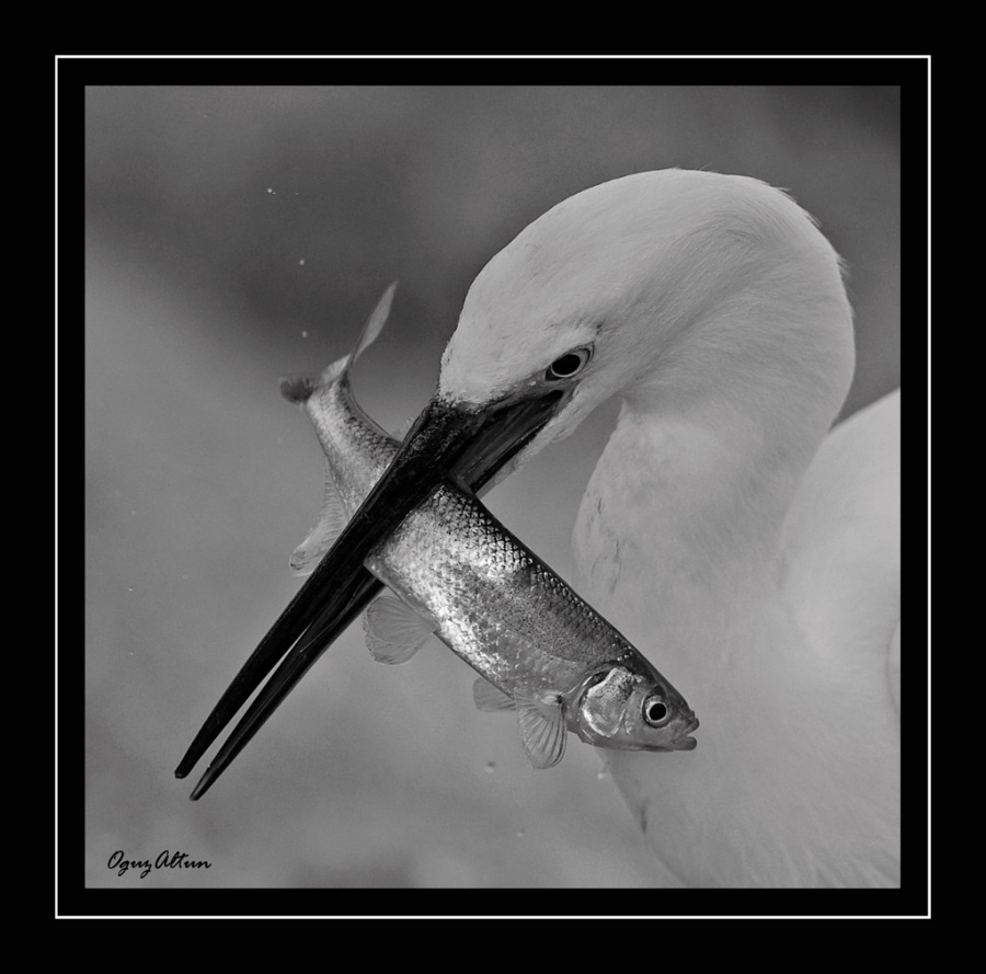 Küçük ak balıkçıl