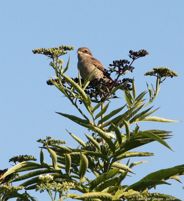 Kızılsırtlı örümcekkuşu