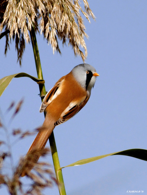 Bıyıklı baştankara