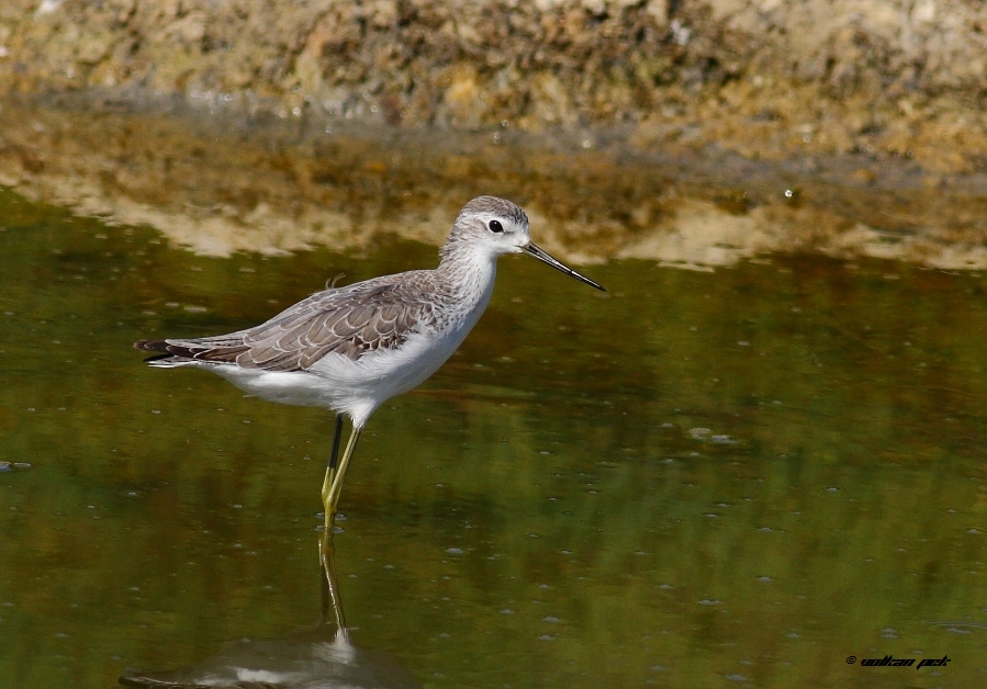 Bataklık düdükçünü