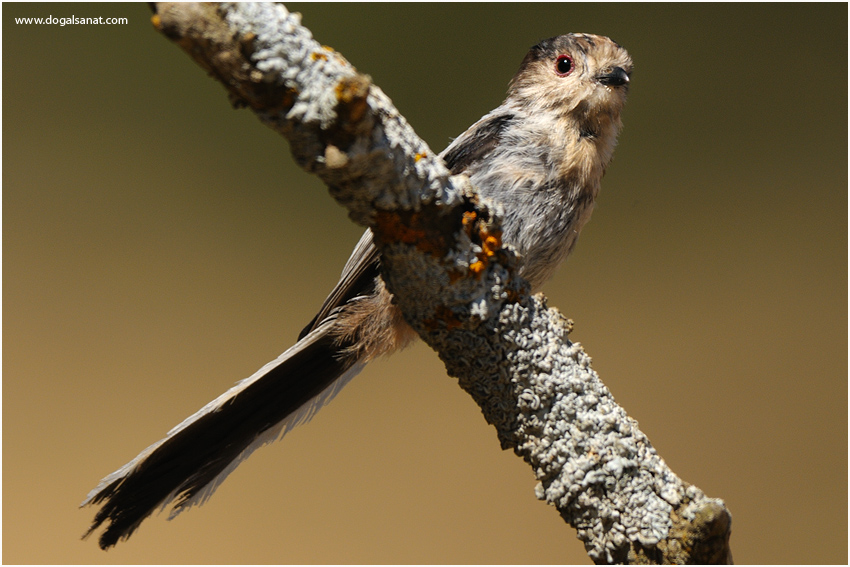Uzunkuyruklu baştankara