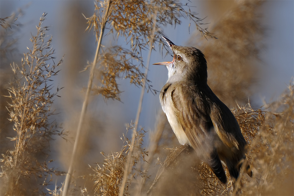 Büyük kamışçın