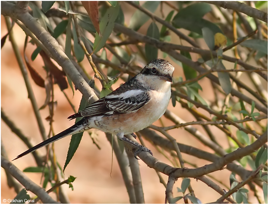 Maskeli örümcekkuşu