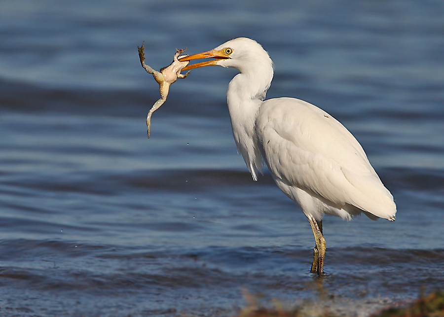 Sığır balıkçılı