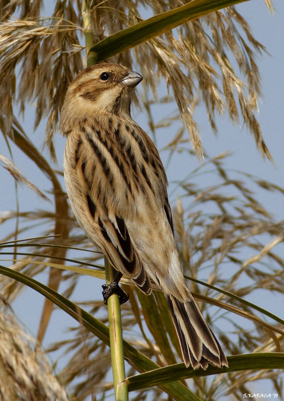 Bataklık Kirazkuşu