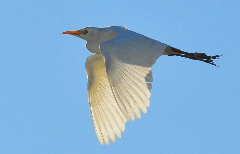 Sığır balıkçılı