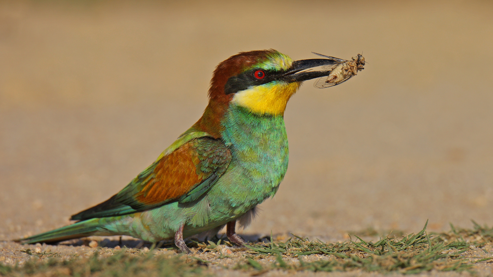 Arıkuşu » European Bee-eater » Merops apiaster