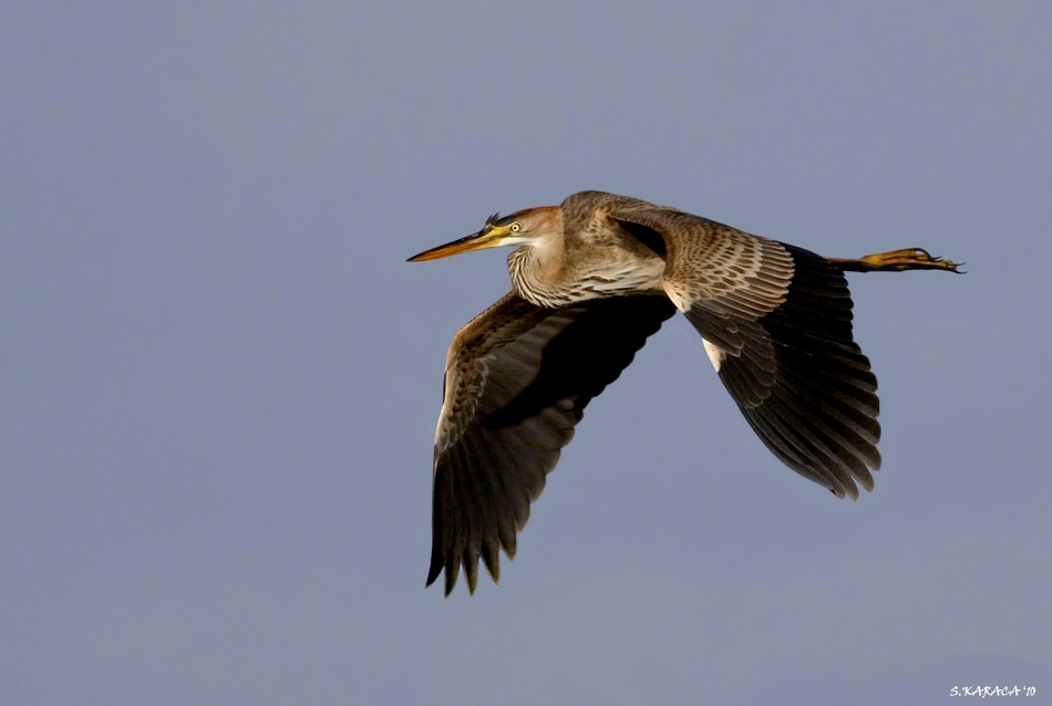 Erguvani balıkçıl