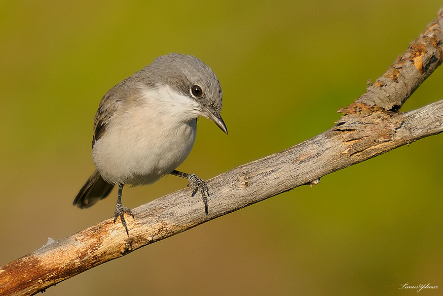 Küçük akgerdanlı ötleğen