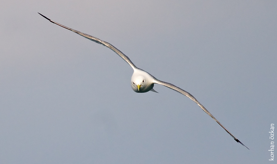 Küçük gümüş martı