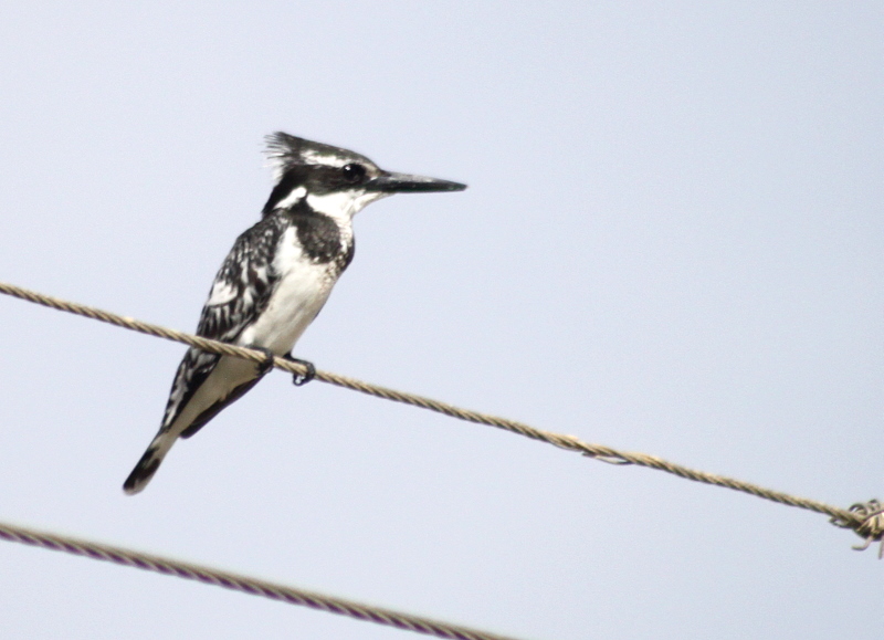 Alaca yalıçapkını