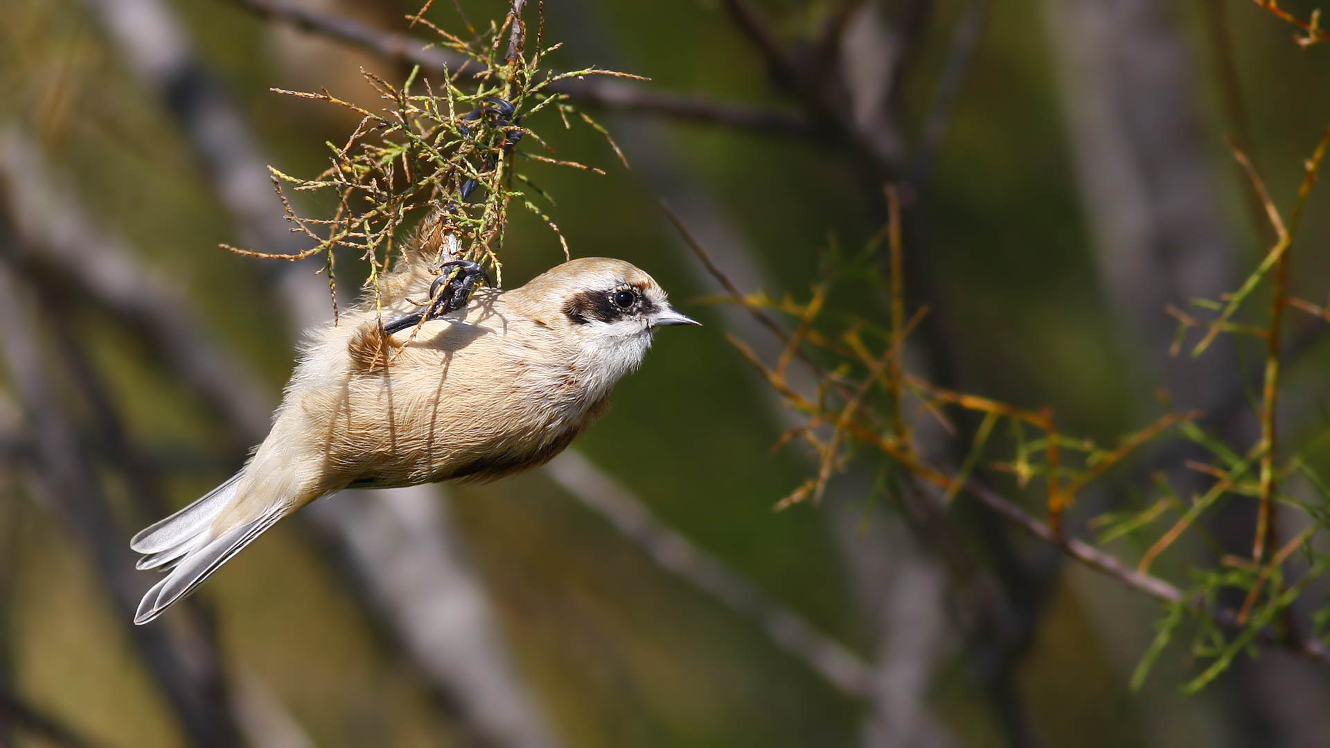 Çulhakuşu » Eurasian Penduline Tit » Remiz pendulinus