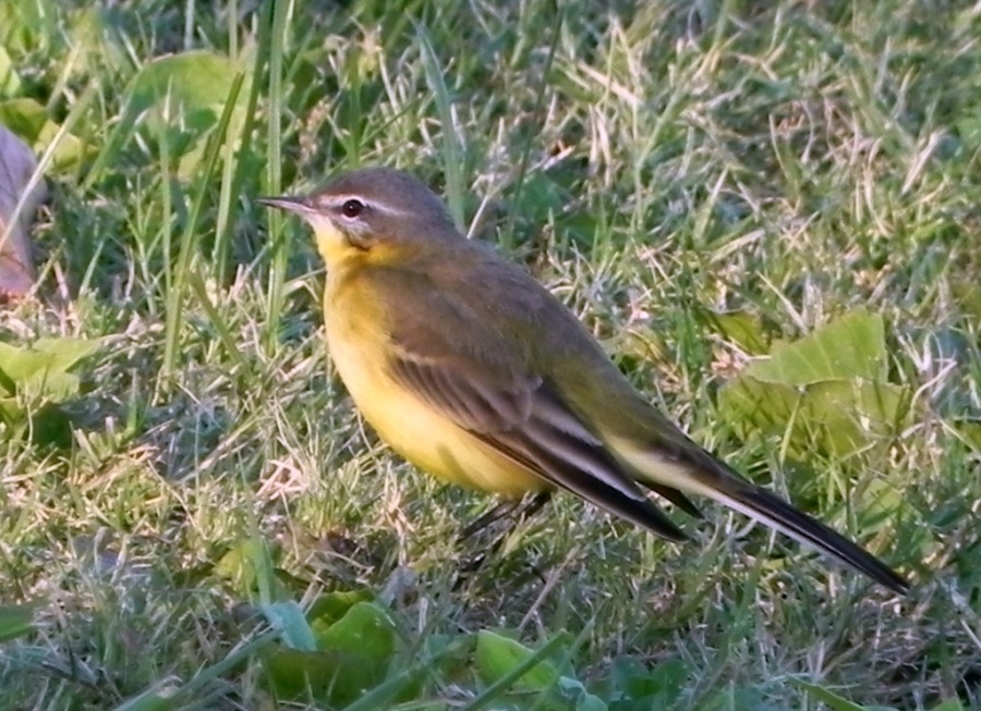 Sarı kuyruksallayan