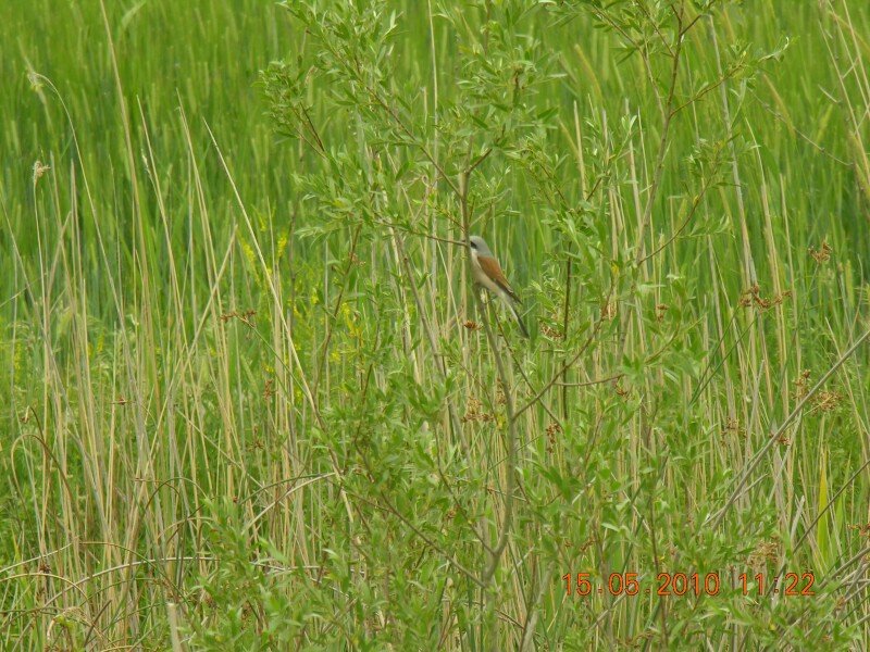 Kızılsırtlı örümcekkuşu