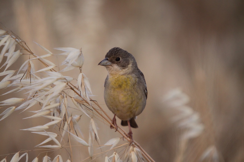 Karabaşlı kirazkuşu