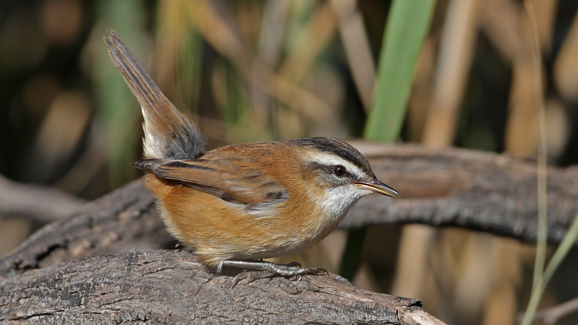 Bıyıklı kamışçın