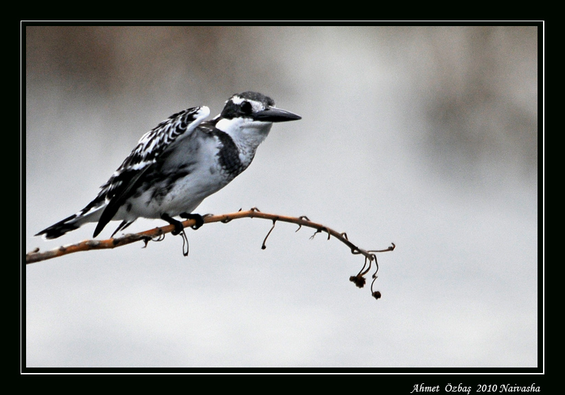 Alaca yalıçapkını