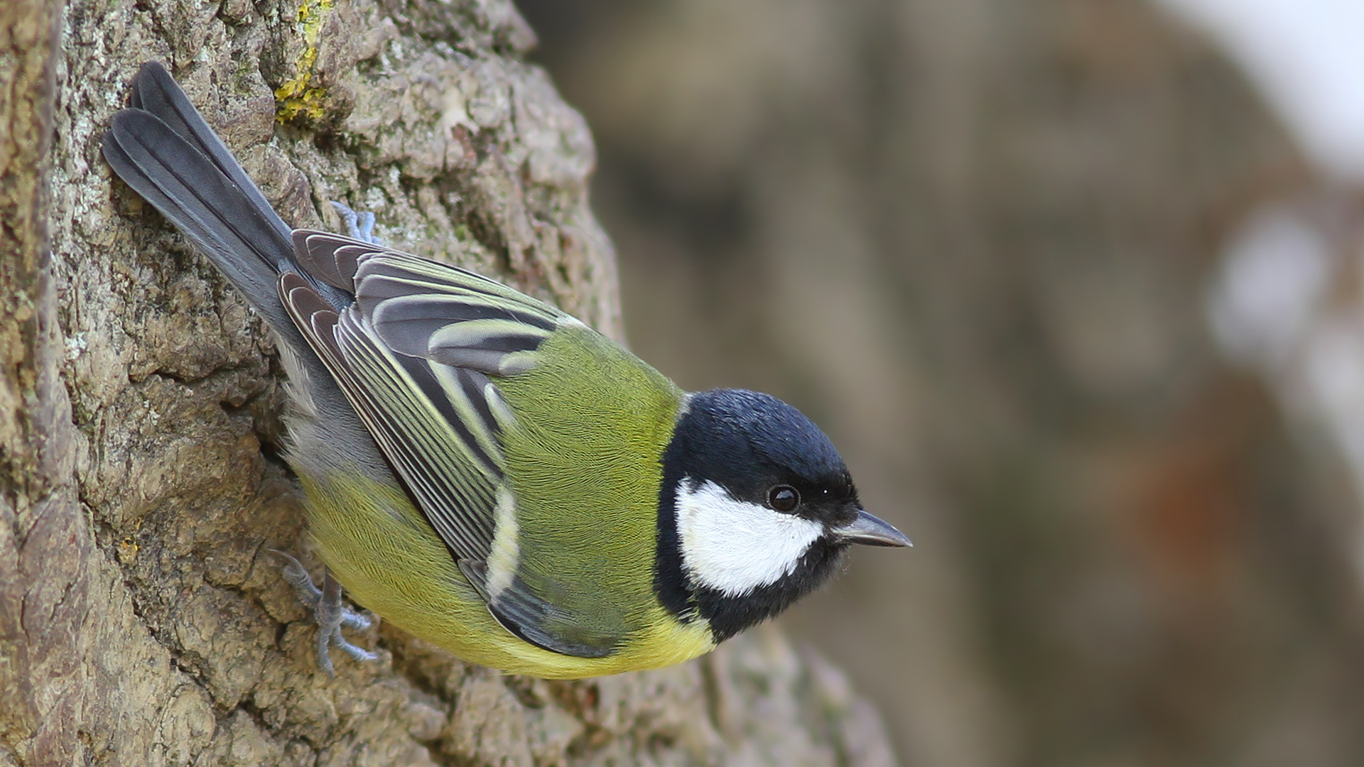 Büyük baştankara » Great Tit » Parus major