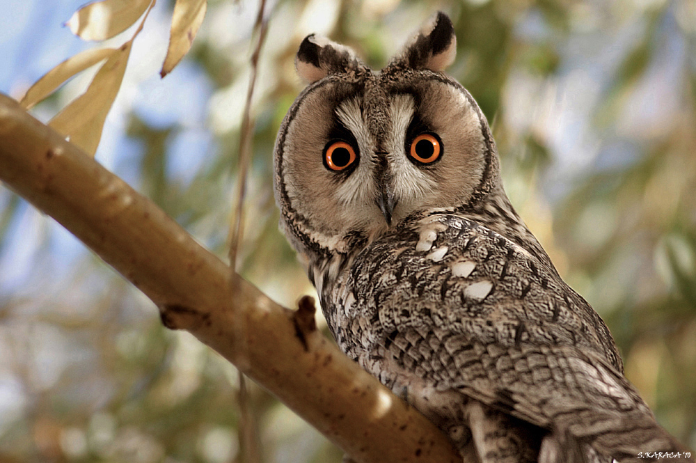 Kulaklı orman baykuşu