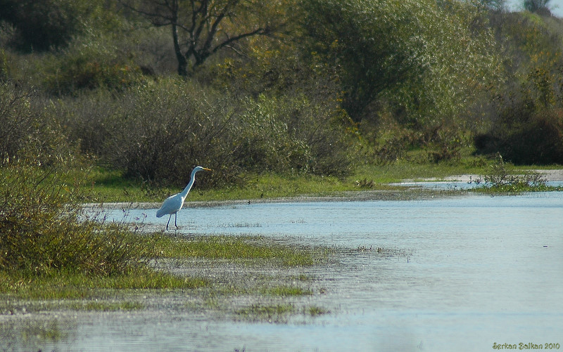 Büyük ak balıkçıl