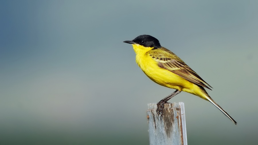 Sarı kuyruksallayan