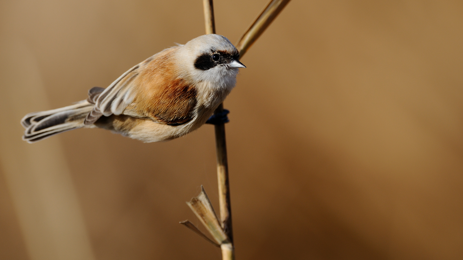 Çulhakuşu » Eurasian Penduline Tit » Remiz pendulinus
