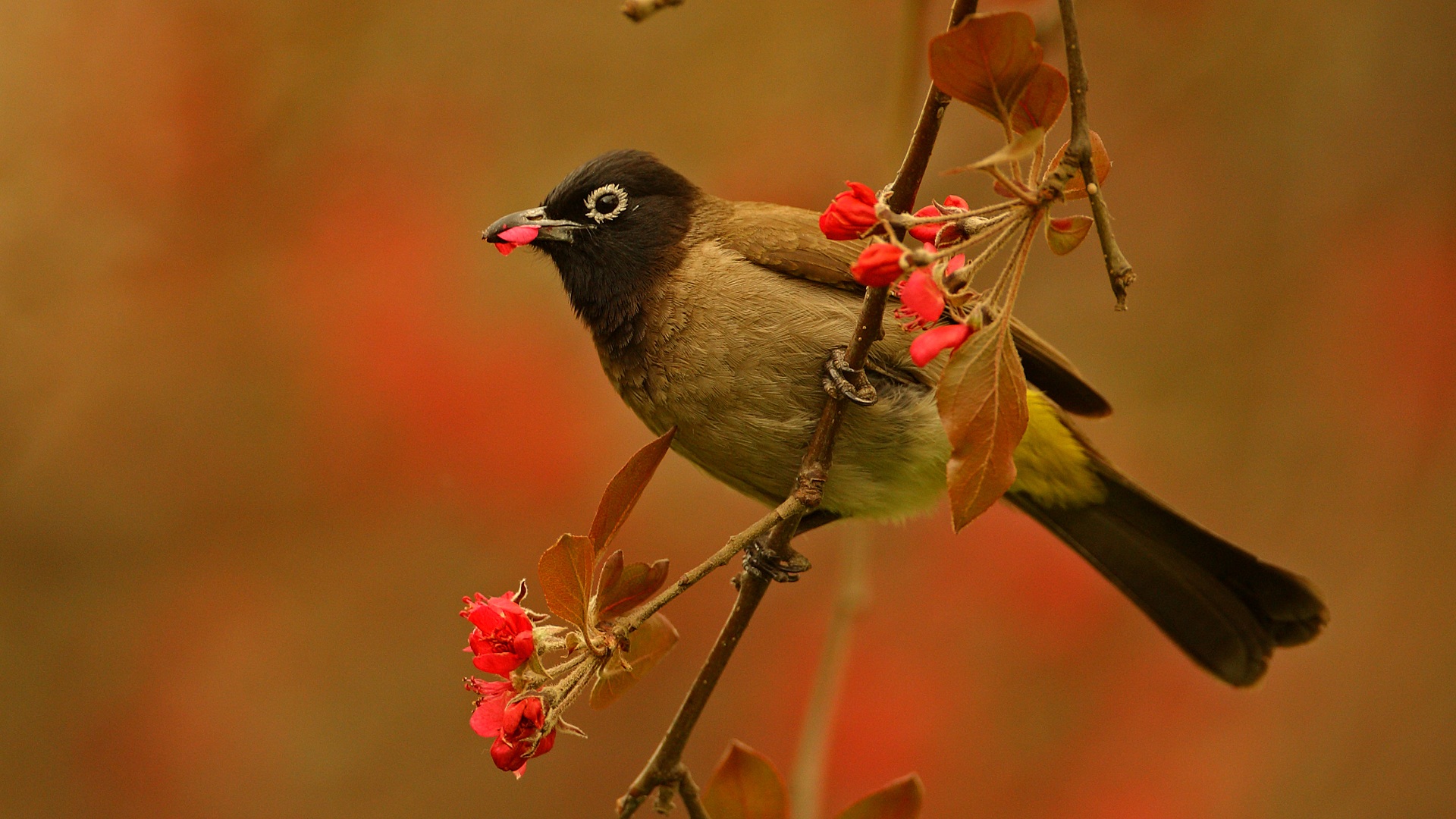Arapbülbülü » White-spectacled Bulbul » Pycnonotus xanthopygos
