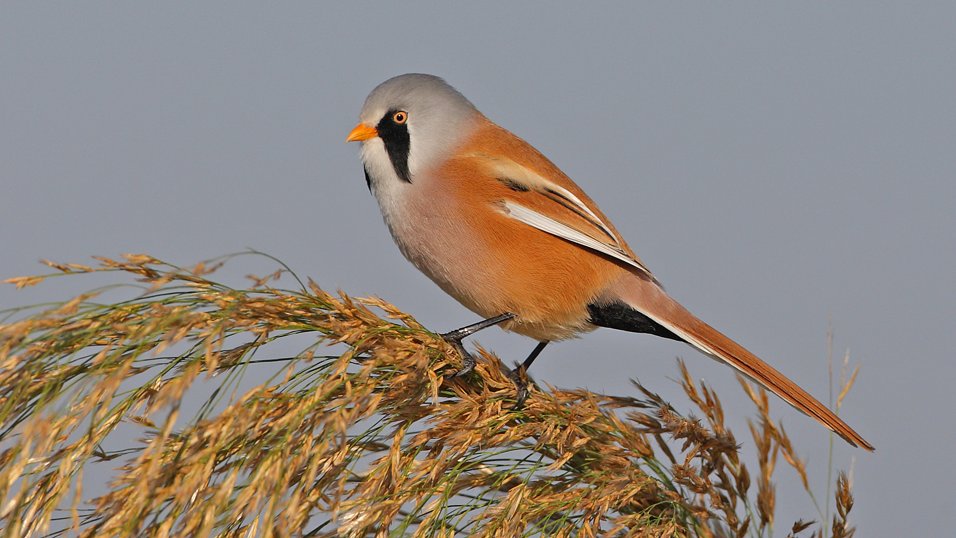 Bıyıklı baştankara