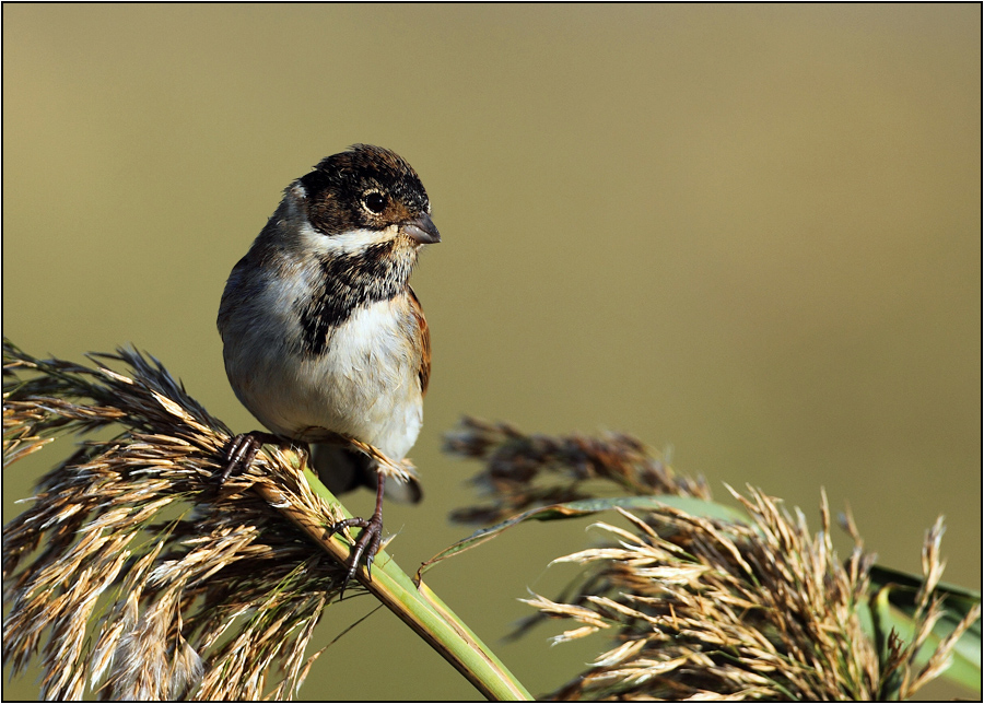 Bataklık Kirazkuşu