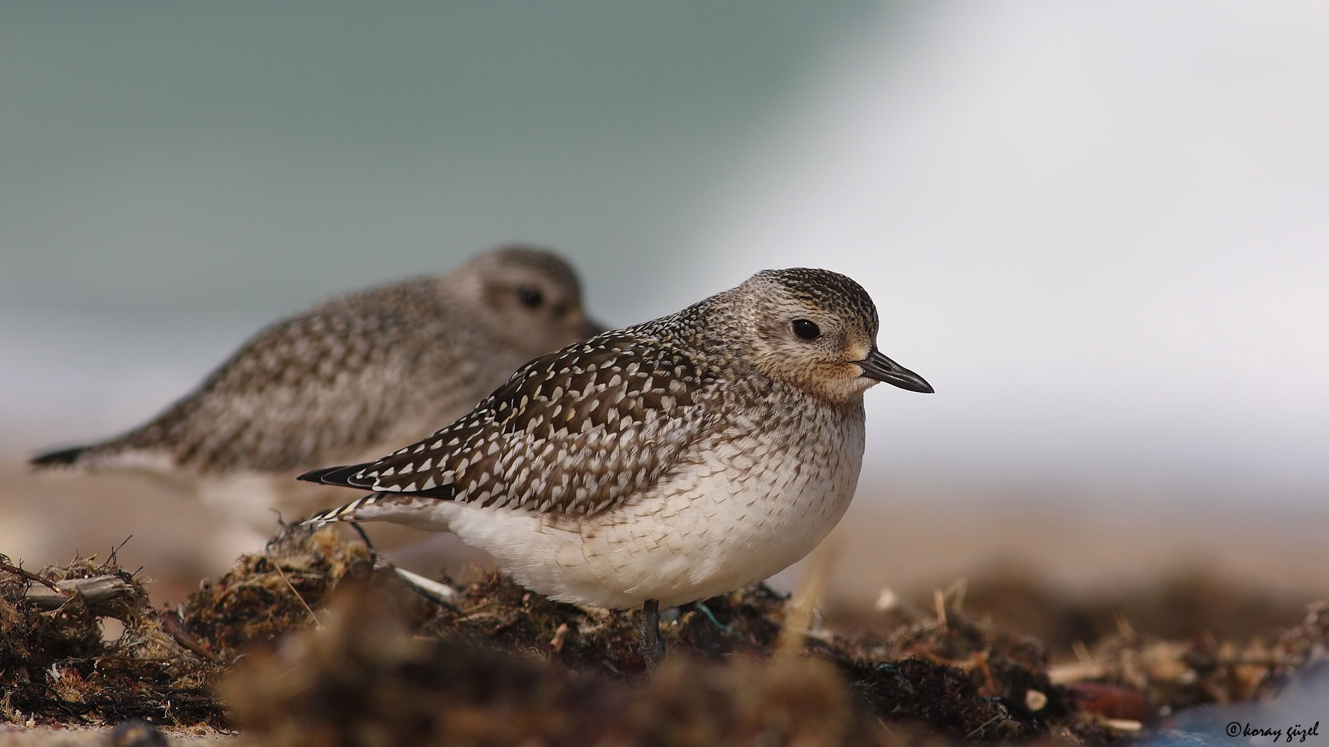Gümüş yağmurcun » Grey Plover » Pluvialis squatarola