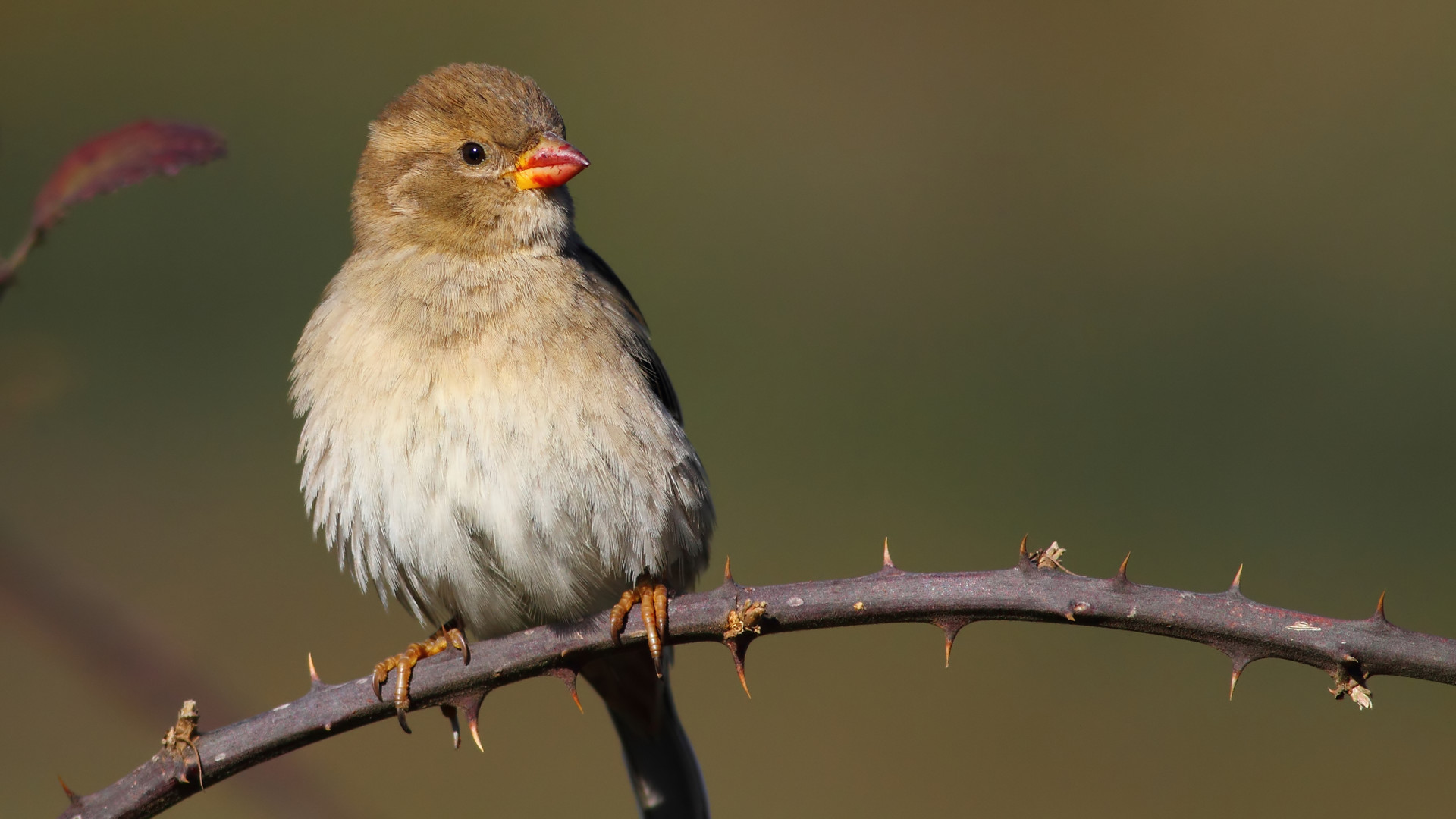 Serçe » House Sparrow » Passer domesticus