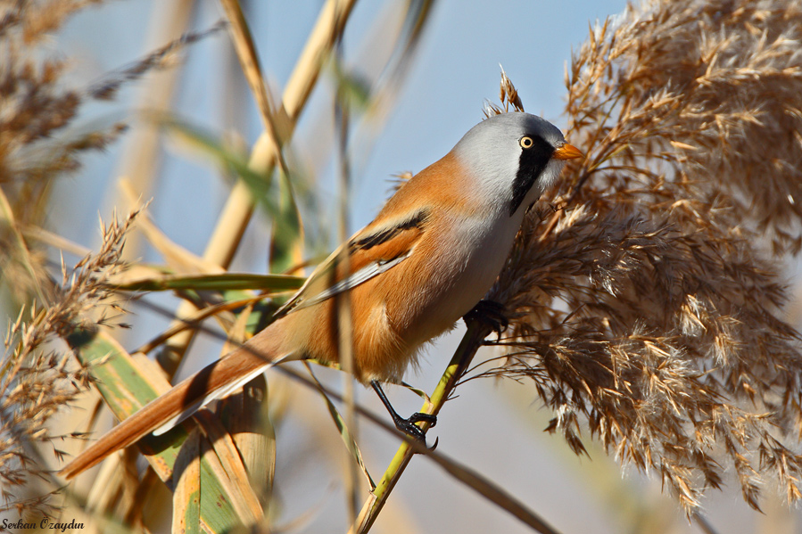 Bıyıklı baştankara