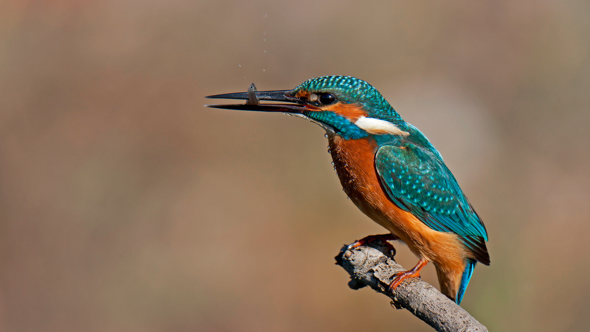 Yalıçapkını » Common Kingfisher » Alcedo atthis
