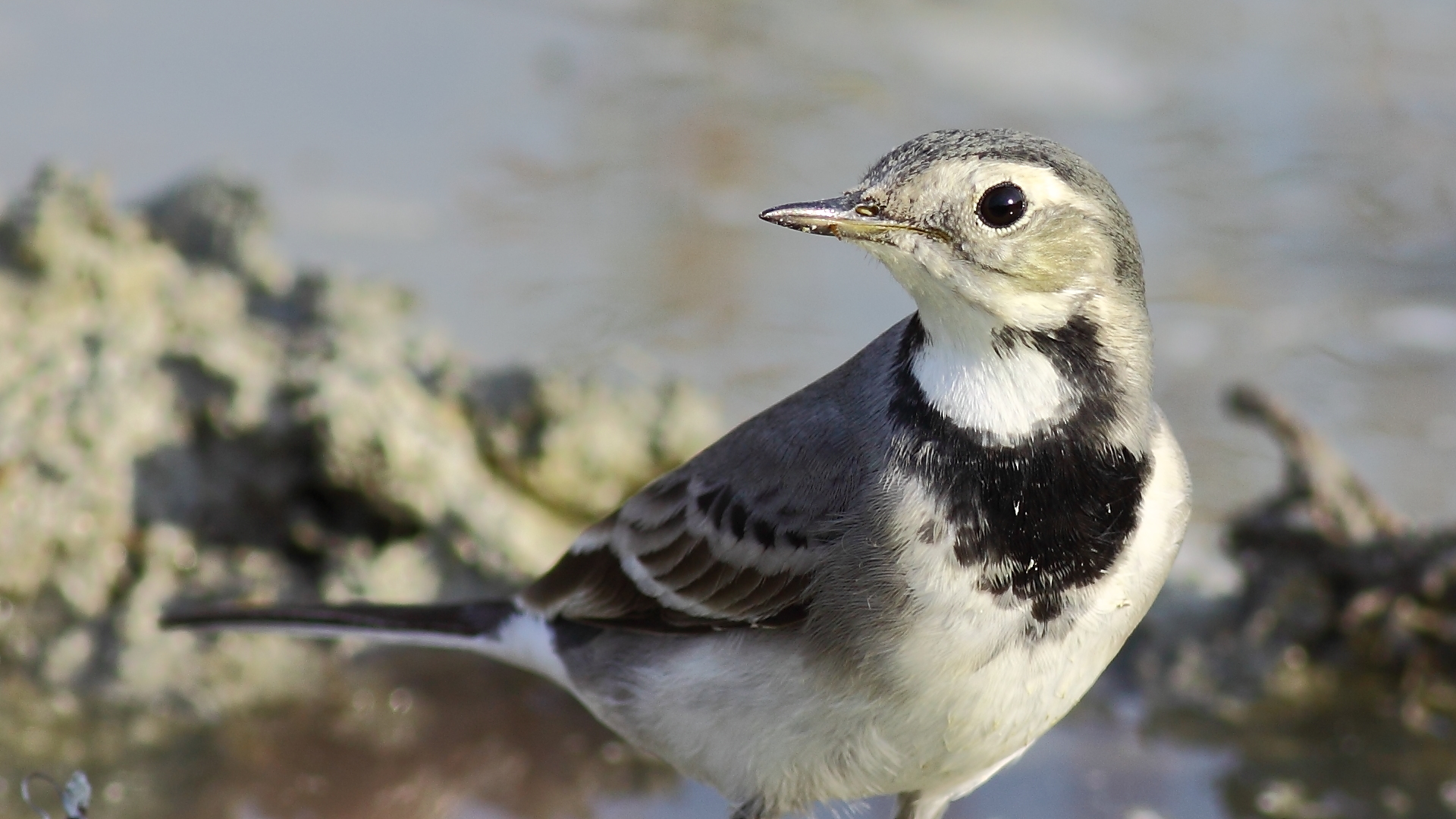 Ak kuyruksallayan » White Wagtail » Motacilla alba