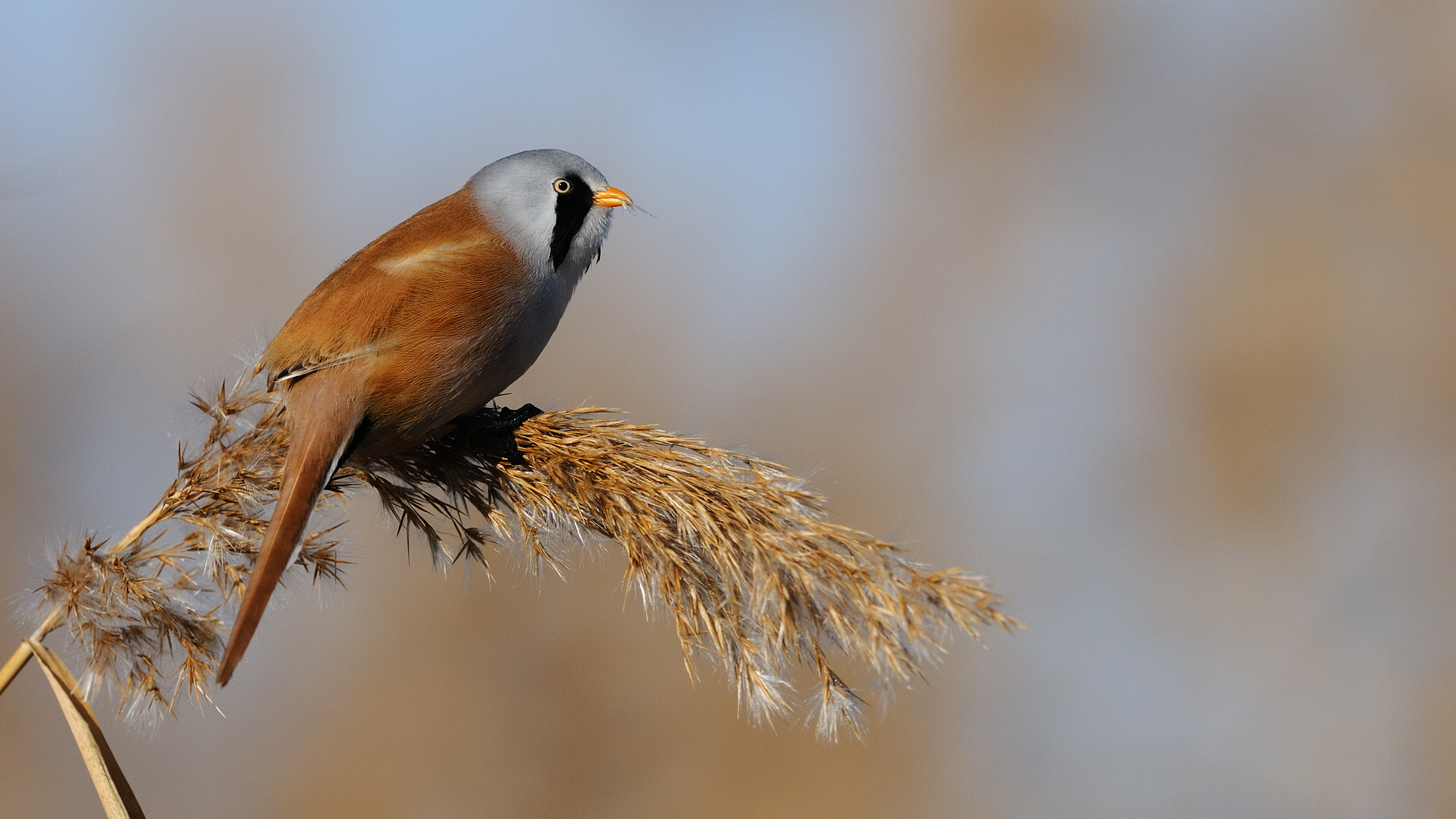 Bıyıklı baştankara » Bearded Reedling » Panurus biarmicus