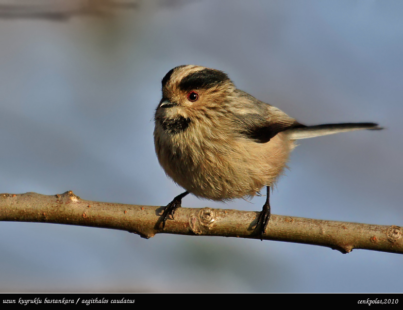 Uzunkuyruklu baştankara