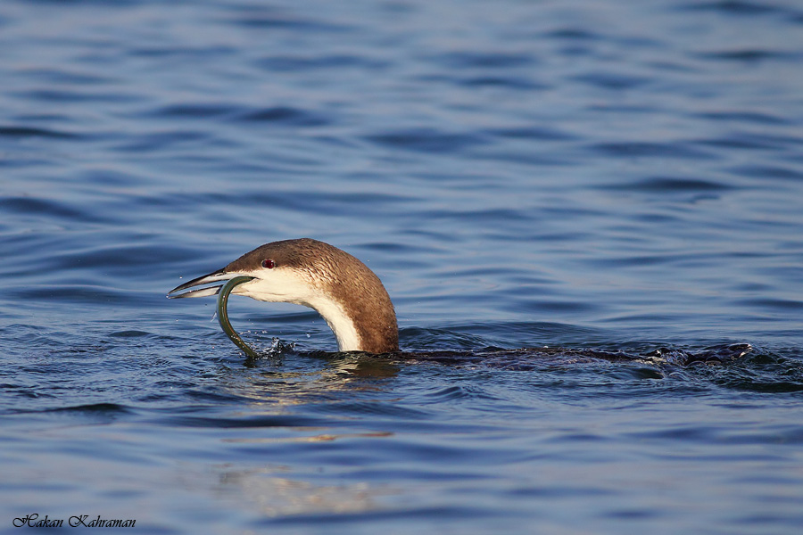 Karagerdanlı dalgıç