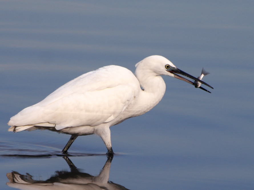 Küçük ak balıkçıl