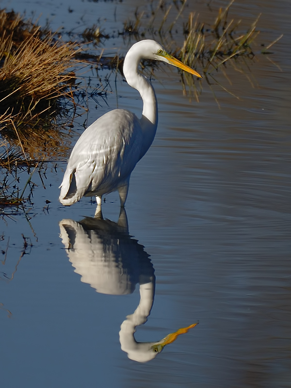 Büyük ak balıkçıl
