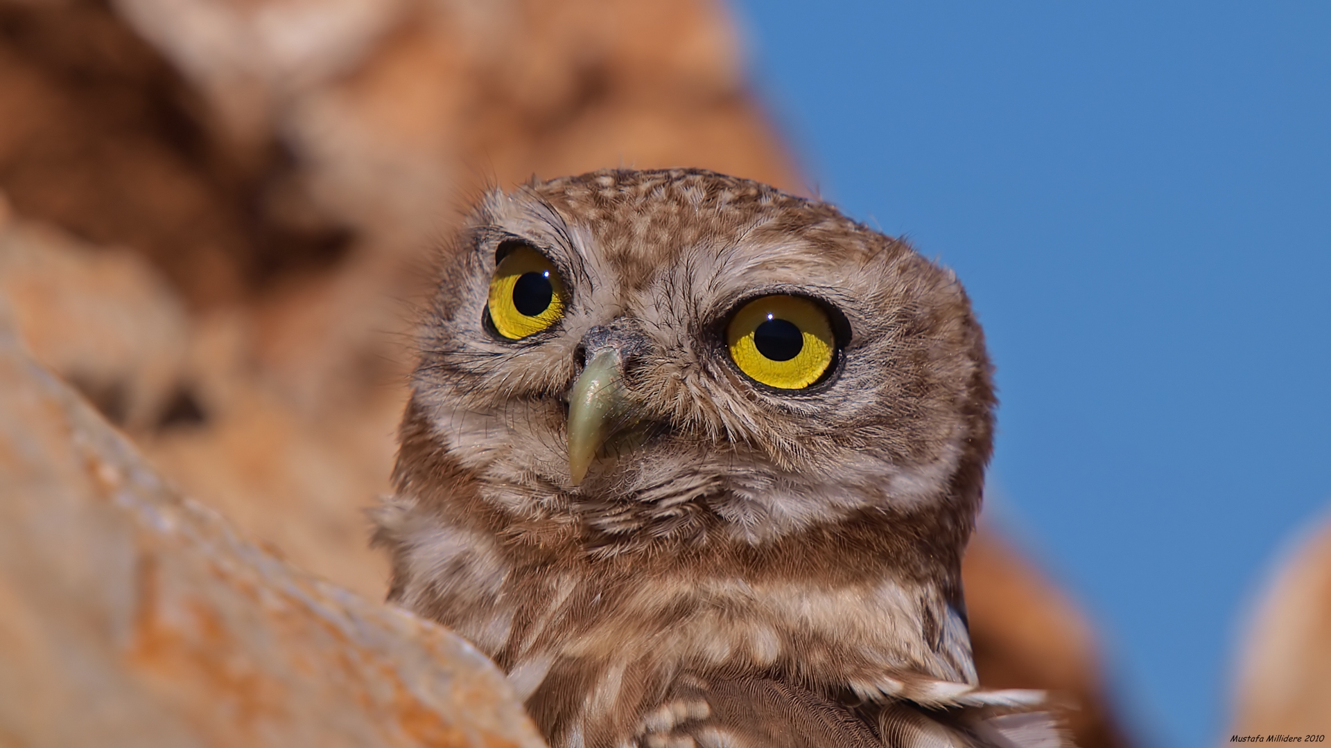 Kukumav » Little Owl » Athene noctua