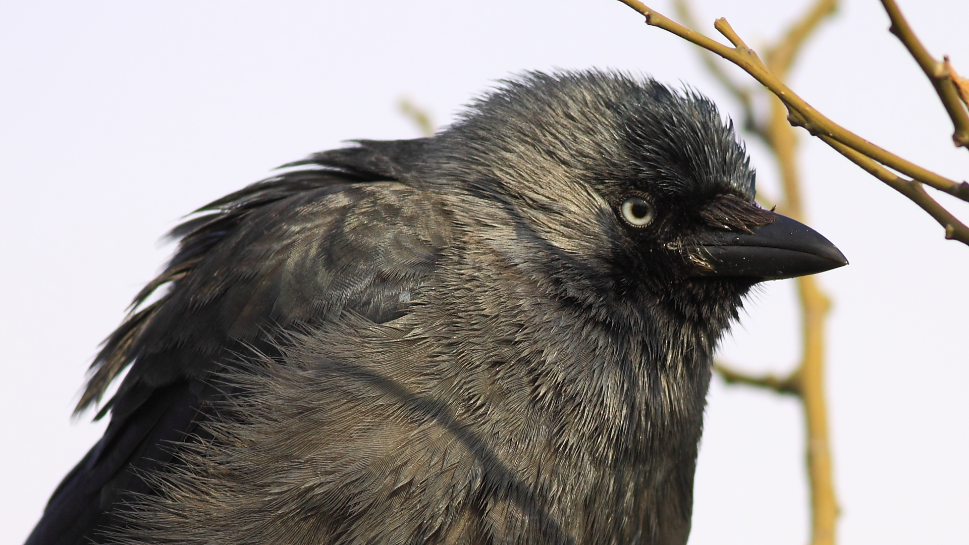 Küçük karga » Western Jackdaw » Coloeus monedula